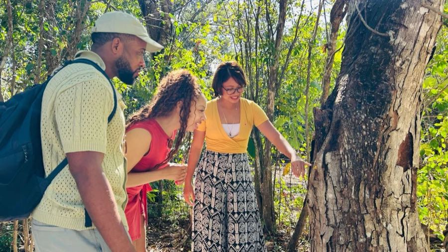 A guide pointing out a tree in the jungle while two guests lean in